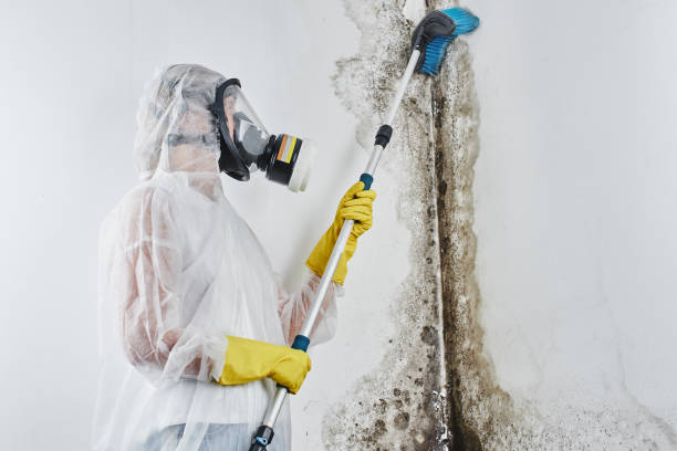 Best Industrial Mold Remediation in Penngrove, CA
