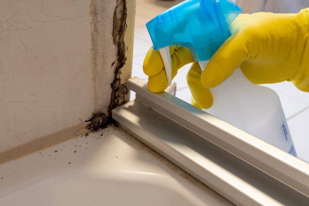 Professional Mold Remediation in Penngrove, CA