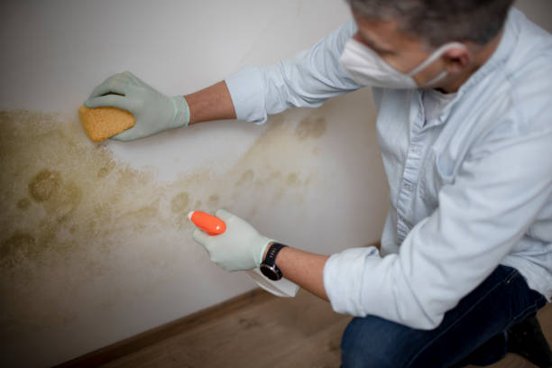 Best Crawl Space Mold Remediation in Penngrove, CA