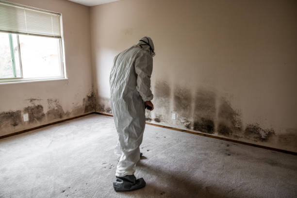 Best Attic Mold Remediation in Penngrove, CA