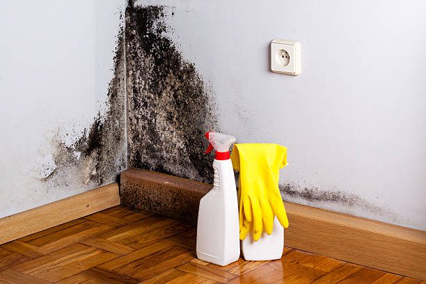 Best Mold Testing and Inspection Services in Penngrove, CA