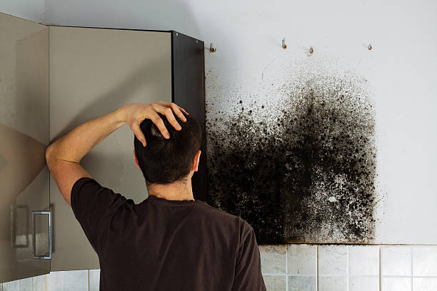 Best HVAC Mold Remediation in Penngrove, CA